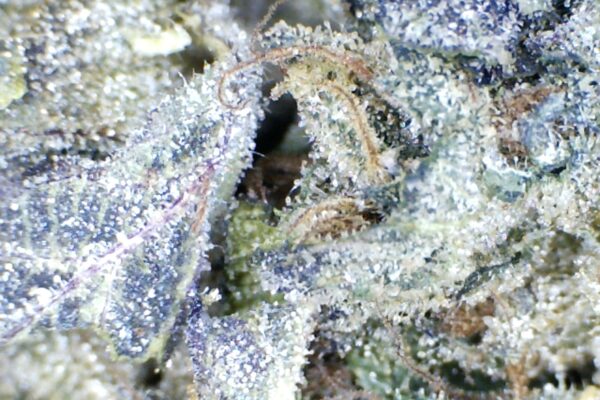 Sherb Cream Pie by: Redway Farms - Image 5